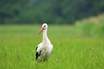 Teaser Row Storch