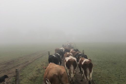 Weide_im_Nebel