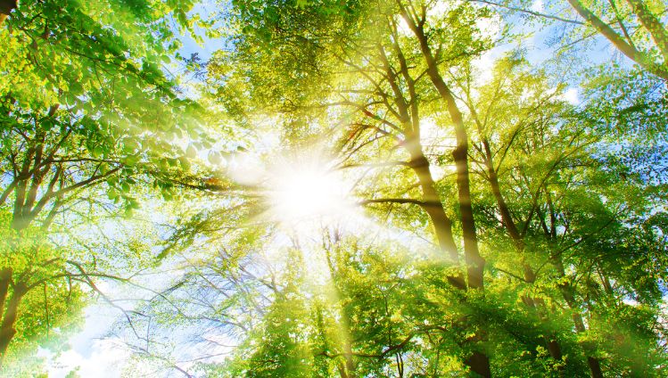 header_baum_nachhaltigkeit