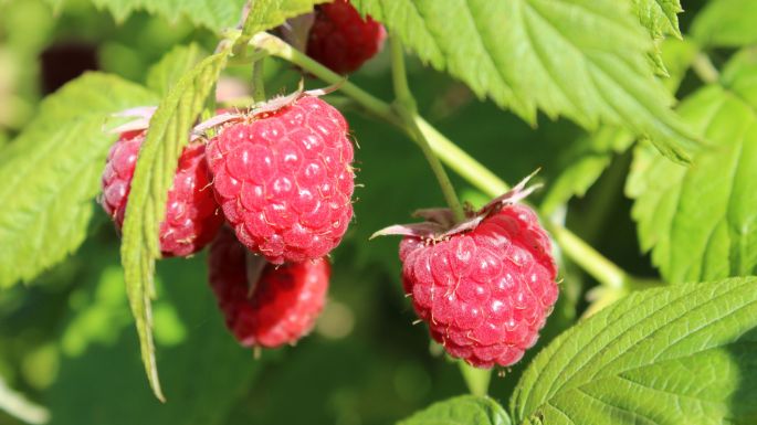 PUR_3840x2160_05_weniger Himbeeren Strauch