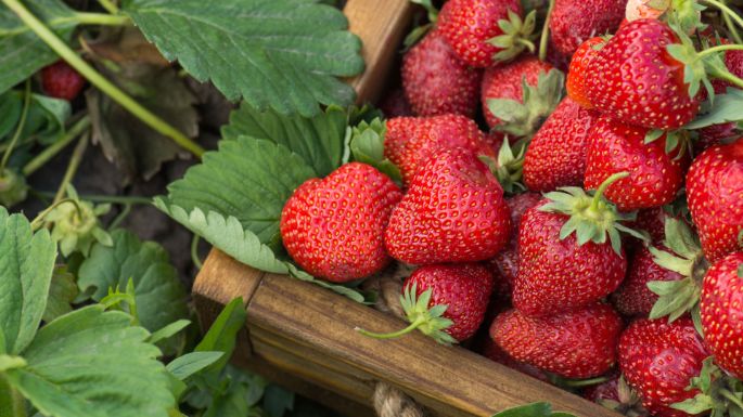 PUR_3840x2160_06_Erdbeeren