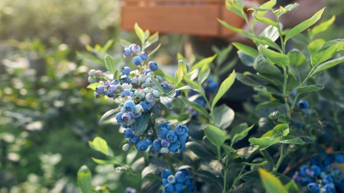 PUR_3840x2160_07_Blaubeeren Strauch