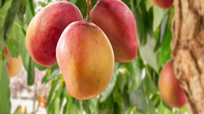 PUR_mango_3840x2160_AdobeStock_537281814
